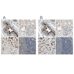 Invitrogen MS4A8B Polyclonal Antibody 100 &mu;L; Unconjugated:Antibodies,