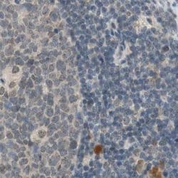 Invitrogen MS4A8B Polyclonal Antibody 100 &mu;L; Unconjugated:Antibodies,