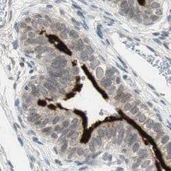 Invitrogen MS4A8B Polyclonal Antibody 100 &mu;L; Unconjugated:Antibodies,