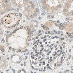 Invitrogen MS4A8B Polyclonal Antibody 100 &mu;L; Unconjugated:Antibodies,