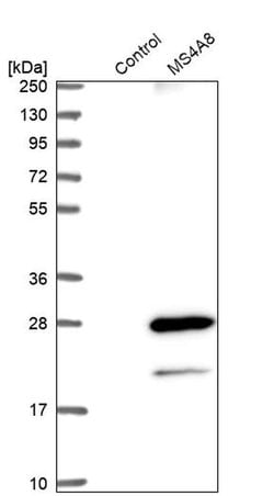 Invitrogen MS4A8B Polyclonal Antibody 100 &mu;L; Unconjugated:Antibodies,