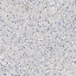 Invitrogen MAP4K2 Polyclonal Antibody 100 &mu;L; Unconjugated:Antibodies,