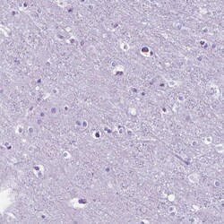 Invitrogen MFAP2 Polyclonal Antibody 100 &mu;L; Unconjugated:Antibodies,