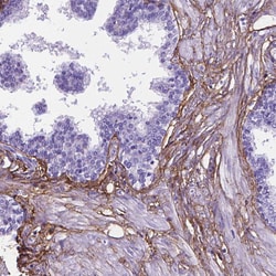 Invitrogen MFAP2 Polyclonal Antibody 100 &mu;L; Unconjugated:Antibodies,