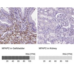 Invitrogen MFAP2 Polyclonal Antibody 100 &mu;L; Unconjugated:Antibodies,