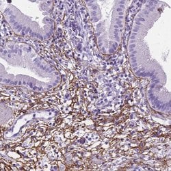 Invitrogen MFAP2 Polyclonal Antibody 100 &mu;L; Unconjugated:Antibodies,