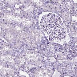 Invitrogen MFAP2 Polyclonal Antibody 100 &mu;L; Unconjugated:Antibodies,