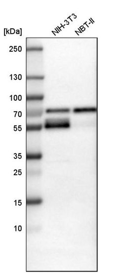 Invitrogen WWTR1 Polyclonal Antibody 100 &mu;L; Unconjugated:Antibodies,
