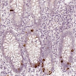 Invitrogen NPSR1 Polyclonal Antibody 100 &mu;L; Unconjugated:Antibodies,