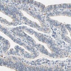 Invitrogen WIPI1 Polyclonal Antibody 100 &mu;L; Unconjugated:Antibodies,