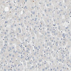 Invitrogen WIPI1 Polyclonal Antibody 100 &mu;L; Unconjugated:Antibodies,