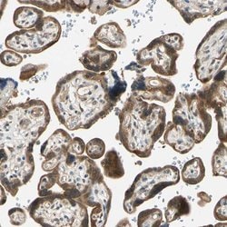 Invitrogen WIPI1 Polyclonal Antibody 100 &mu;L; Unconjugated:Antibodies,