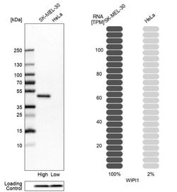 Invitrogen WIPI1 Polyclonal Antibody 100 &mu;L; Unconjugated:Antibodies,