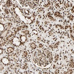 Invitrogen NTE Polyclonal Antibody 100 &mu;L; Unconjugated:Antibodies,