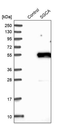 Invitrogen Alpha Sarcoglycan Polyclonal Antibody 100 &mu;L; Unconjugated:Antibodies,