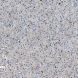 Invitrogen CRLF3 Polyclonal Antibody 100 &mu;L; Unconjugated:Antibodies,