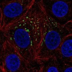 Invitrogen MGAT4A Polyclonal Antibody 100 &mu;L; Unconjugated:Antibodies,