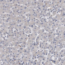 Invitrogen MGAT4A Polyclonal Antibody 100 &mu;L; Unconjugated:Antibodies,