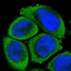 Invitrogen MEKK4 Polyclonal Antibody 100 &mu;L; Unconjugated:Antibodies,