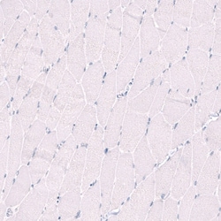 Invitrogen SAPK4 Polyclonal Antibody 100 &mu;L; Unconjugated:Antibodies,