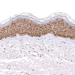 Invitrogen SAPK4 Polyclonal Antibody 100 &mu;L; Unconjugated:Antibodies,