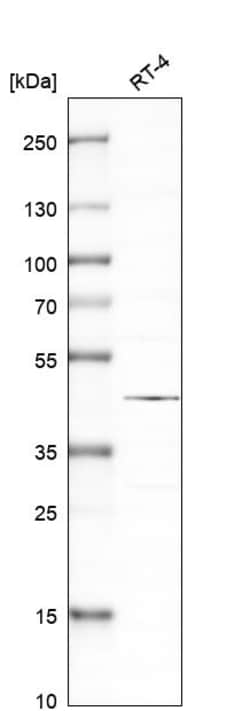 Invitrogen SAPK4 Polyclonal Antibody 100 &mu;L; Unconjugated:Antibodies,