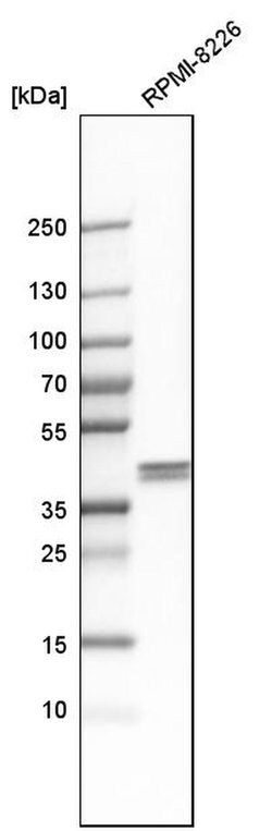 Invitrogen AUP1 Polyclonal Antibody 100 &mu;L; Unconjugated:Antibodies,