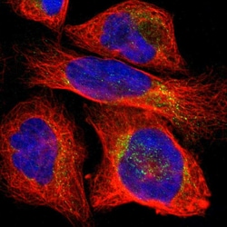 Invitrogen PLCXD1 Polyclonal Antibody 100 &mu;L; Unconjugated:Antibodies,