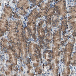 Invitrogen PLCXD1 Polyclonal Antibody 100 &mu;L; Unconjugated:Antibodies,