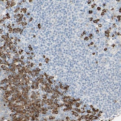 Invitrogen PLCXD1 Polyclonal Antibody 100 &mu;L; Unconjugated:Antibodies,