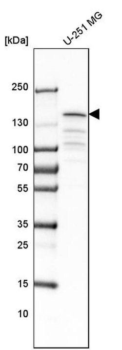 Invitrogen CCAR1 Polyclonal Antibody 100 &mu;L; Unconjugated:Antibodies,