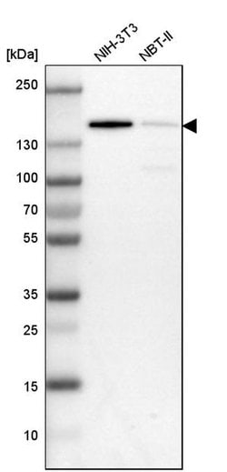 Invitrogen CCAR1 Polyclonal Antibody 100 &mu;L; Unconjugated:Antibodies,