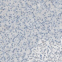 Invitrogen Brevican Polyclonal Antibody 100 &mu;L; Unconjugated:Antibodies,