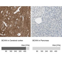 Invitrogen Brevican Polyclonal Antibody 100 &mu;L; Unconjugated:Antibodies,