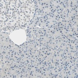 Invitrogen Brevican Polyclonal Antibody 100 &mu;L; Unconjugated:Antibodies,