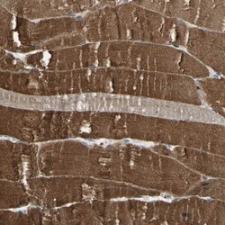 Invitrogen LEPREL1 Polyclonal Antibody 100 &mu;L; Unconjugated:Antibodies,