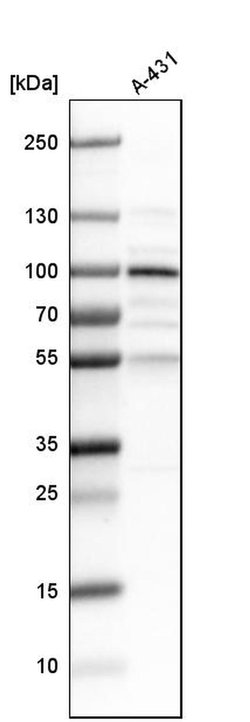 Invitrogen LEPREL1 Polyclonal Antibody 100 &mu;L; Unconjugated:Antibodies,