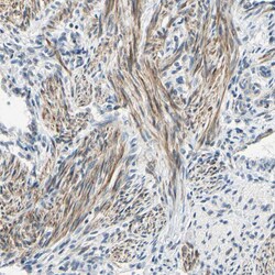 Invitrogen P4HA3 Polyclonal Antibody 100 &mu;L; Unconjugated:Antibodies,