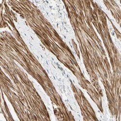 Invitrogen P4HA3 Polyclonal Antibody 100 &mu;L; Unconjugated:Antibodies,