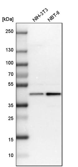Invitrogen UBE2Z Polyclonal Antibody 100 &mu;L; Unconjugated:Antibodies,