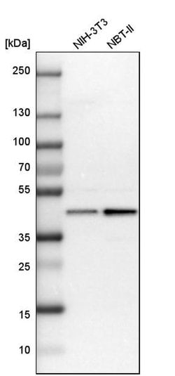 Invitrogen UBE2Z Polyclonal Antibody 100 &mu;L; Unconjugated:Antibodies,