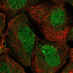 Invitrogen ISYNA1 Polyclonal Antibody 100 &mu;L; Unconjugated:Antibodies,