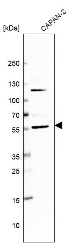 Invitrogen MANSC1 Polyclonal Antibody 100 &mu;L | Buy Online | Invitrogen&trade; | Fisher Scientific