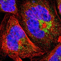Invitrogen MANSC1 Polyclonal Antibody 100 &mu;L; Unconjugated:Antibodies,