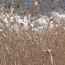 Invitrogen MANSC1 Polyclonal Antibody 100 &mu;L; Unconjugated:Antibodies,