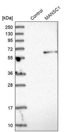 Invitrogen MANSC1 Polyclonal Antibody 100 &mu;L; Unconjugated:Antibodies,