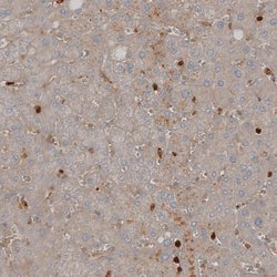 Invitrogen VISTA Polyclonal Antibody 100 &mu;L; Unconjugated:Antikroppar