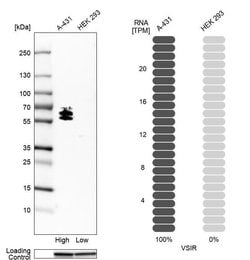 Invitrogen VISTA Polyclonal Antibody 100 &mu;L; Unconjugated:Antikroppar