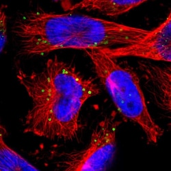Invitrogen FGD6 Polyclonal Antibody 100 &mu;L; Unconjugated:Antibodies,