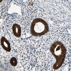 Invitrogen FGD6 Polyclonal Antibody 100 &mu;L; Unconjugated:Antibodies,